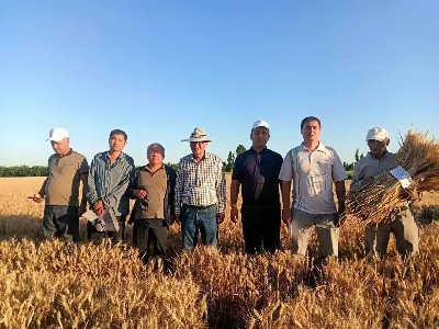 پروژه آبیاری قطره ای SINOAH در ازبکستان: افزایش کارایی مصرف آب و افزایش عملکر...